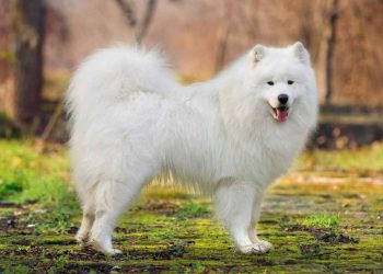 Sự hiếu động và thông minh của chó  