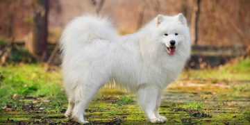 Sự hiếu động và thông minh của chó  