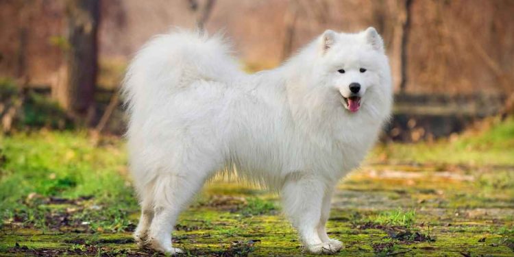 Sự hiếu động và thông minh của chó