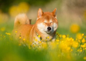 Shiba với khuôn mặt hiền lành, đáng yêu