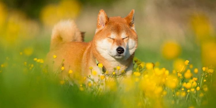 Shiba với khuôn mặt hiền lành, đáng yêu