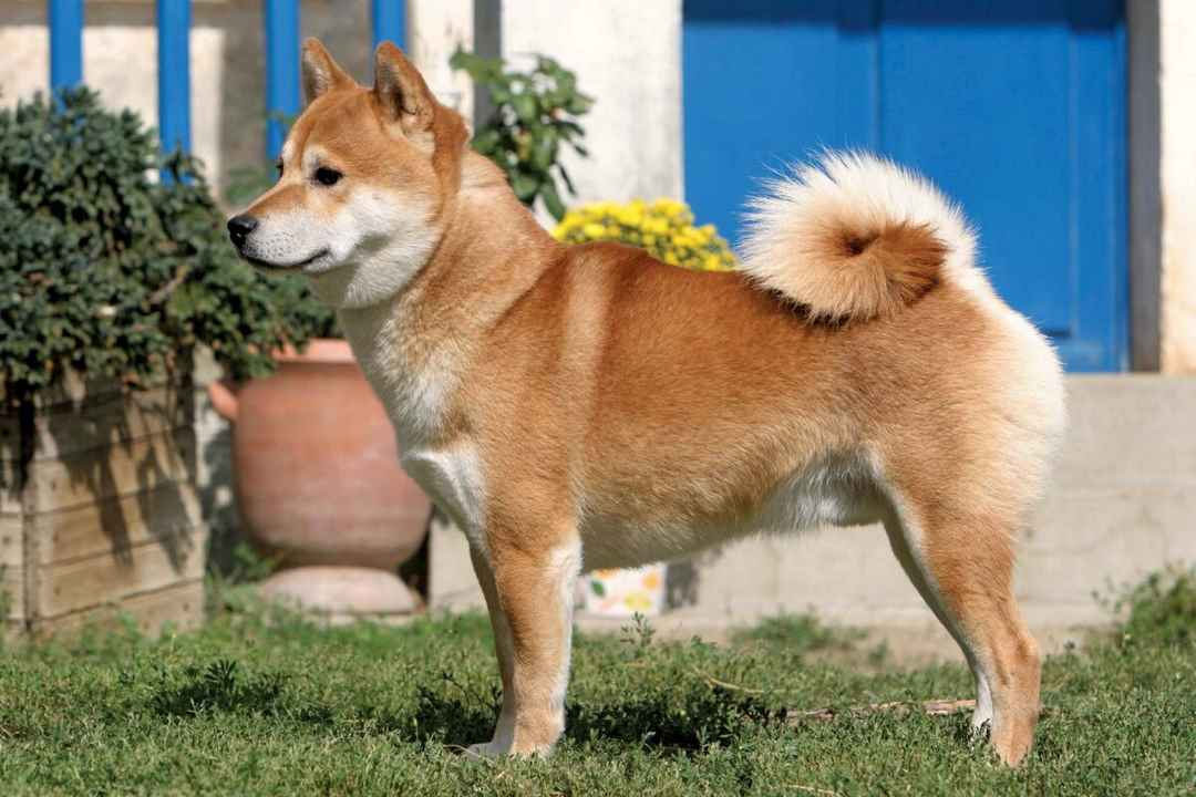 Chó Shiba và những chứng bệnh về mắt