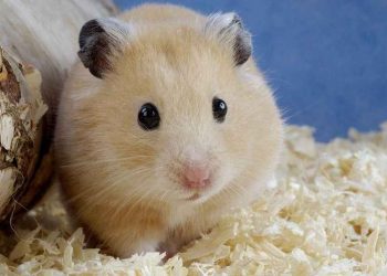 Trọng lượng của một con chuột hamster rất nhỏ
