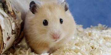 Trọng lượng của một con chuột hamster rất nhỏ