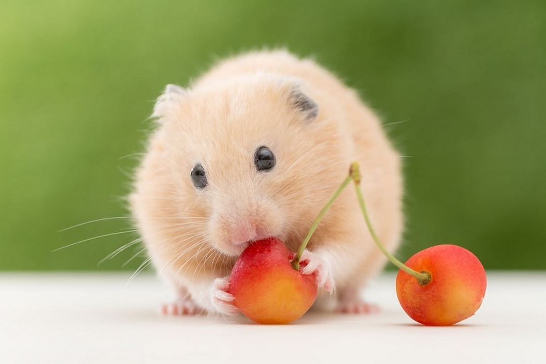Có rất nhiều loại chuột hamster đã được kiểm định