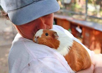 Cách nuôi chuột lang và cách chăm sóc hàng ngày