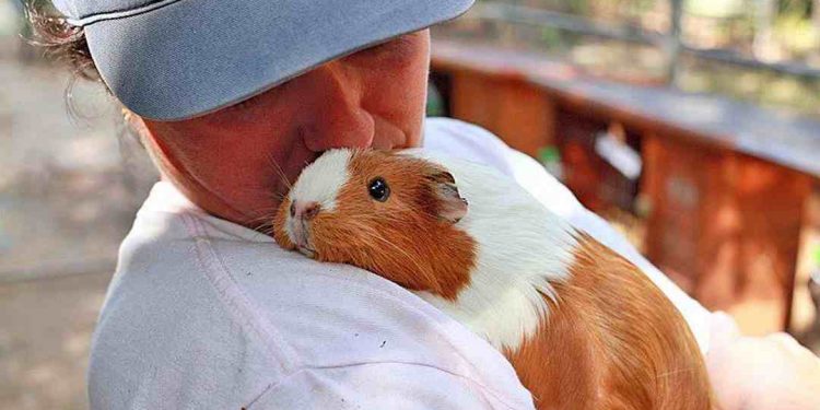 Cách nuôi chuột lang và cách chăm sóc hàng ngày