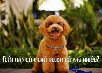 Tìm hiểu chi tiết nguồn gốc, đặc điểm của chó Poodle