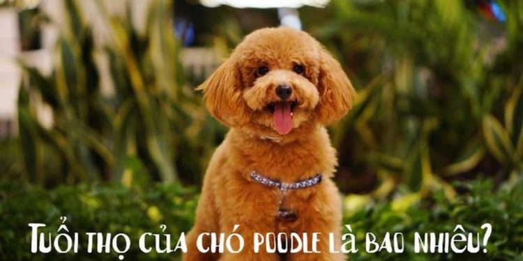 Tìm hiểu chi tiết nguồn gốc, đặc điểm của chó Poodle