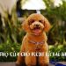 Tìm hiểu chi tiết nguồn gốc, đặc điểm của chó Poodle