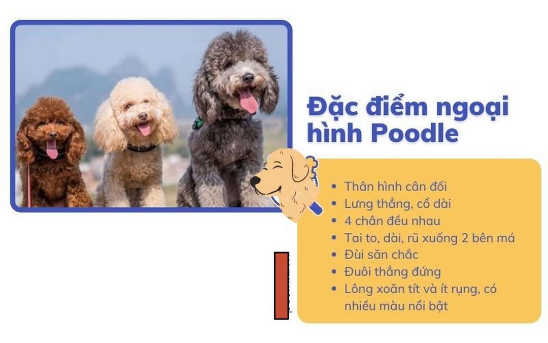 Miêu tả đặc điểm chung của giống chó Poodle