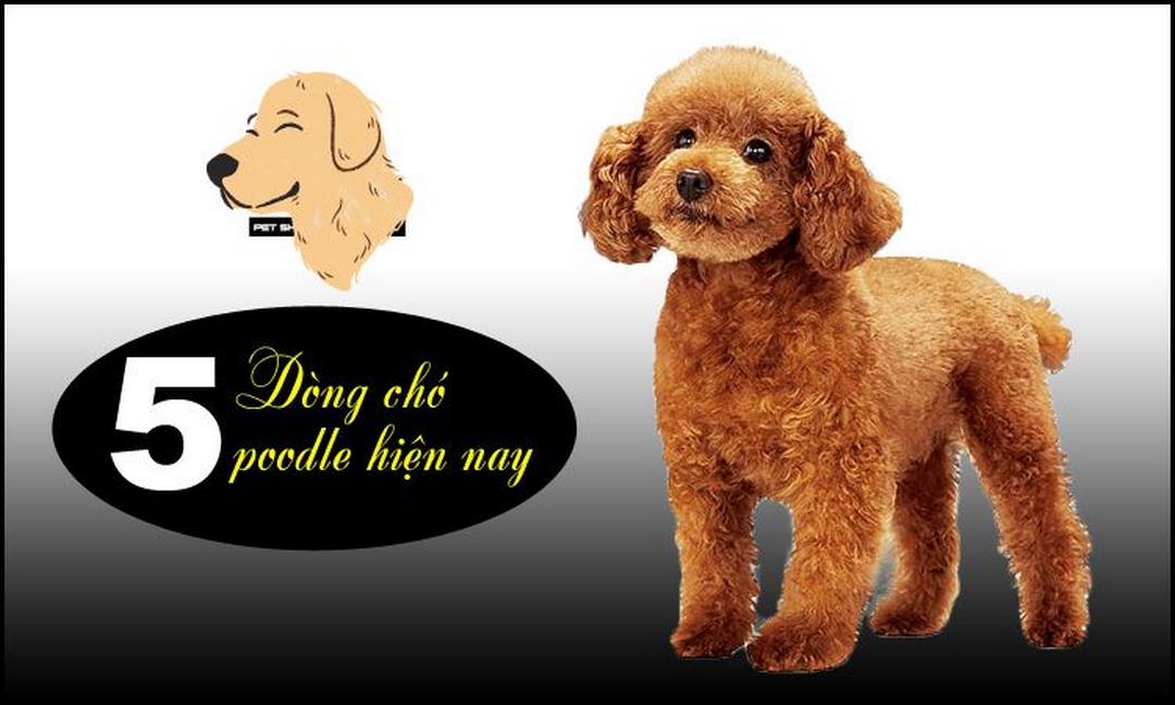 Tổng hợp một sống giống chó Poodle phổ biến