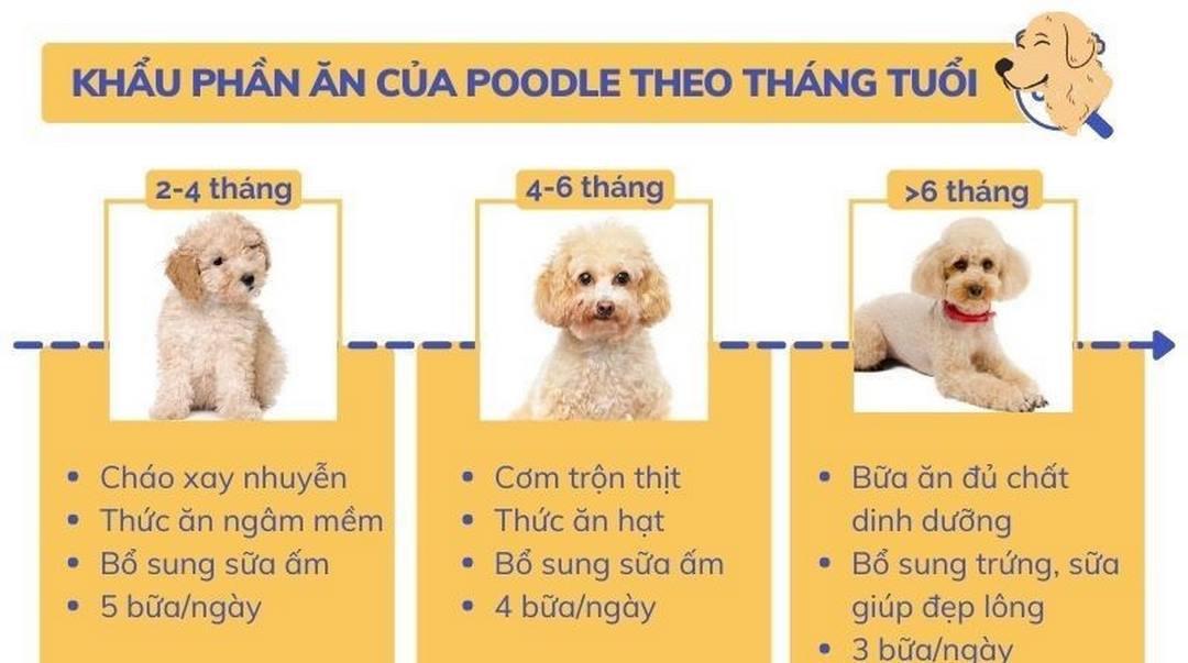 Cơ chế dinh dưỡng cho giống chó Poodle qua các giai đoạn