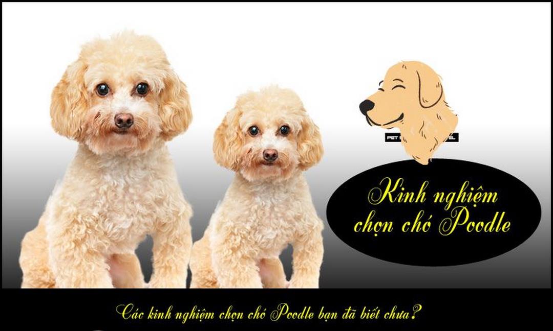 Kinh nghiệm chọn được những chú chó Poodle chất lượng