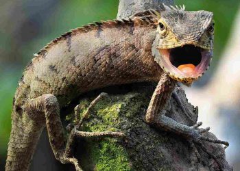 Kỳ nhông Mexico và đặc tính riêng biệt