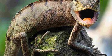 Kỳ nhông Mexico và đặc tính riêng biệt