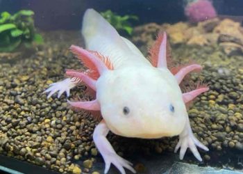 Kỳ nhông Axolotl là một con giống có khả năng tái tạo lạ