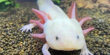 Kỳ nhông Axolotl là một con giống có khả năng tái tạo lạ