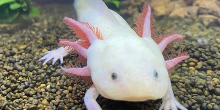 Kỳ nhông Axolotl là một con giống có khả năng tái tạo lạ