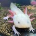 Kỳ nhông Axolotl là một con giống có khả năng tái tạo lạ