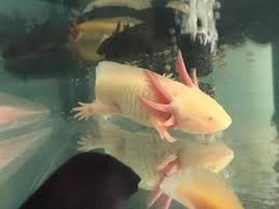 Phân loại kỳ nhông Axolotl dựa vào nghiên cứu màu sắc