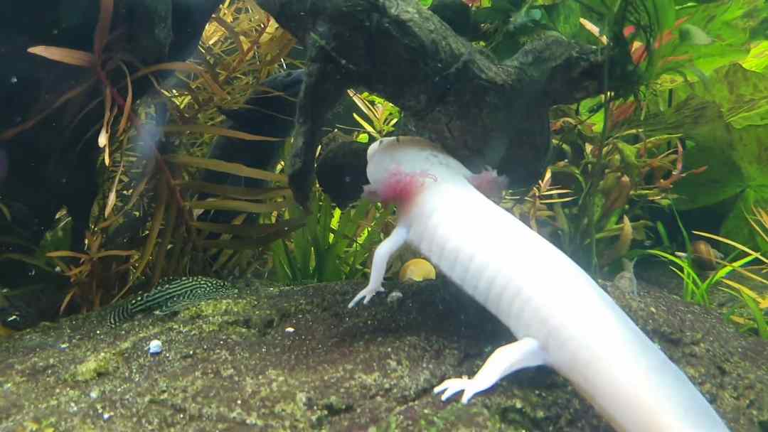 Phương pháp lai tạo giống kỳ nhông Axolotl chuẩn