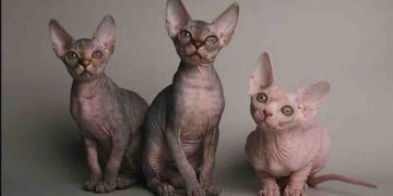 Những thông tin cần biết để mua mèo Sphynx