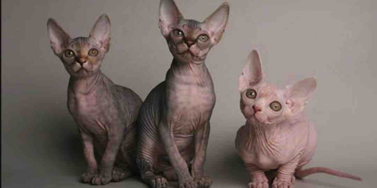 Những thông tin cần biết để mua mèo Sphynx