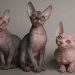 Những thông tin cần biết để mua mèo Sphynx