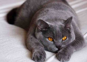 Có 2 loại mèo Anh lông ngắn trên thị trường hiện nay