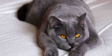 Có 2 loại mèo Anh lông ngắn trên thị trường hiện nay