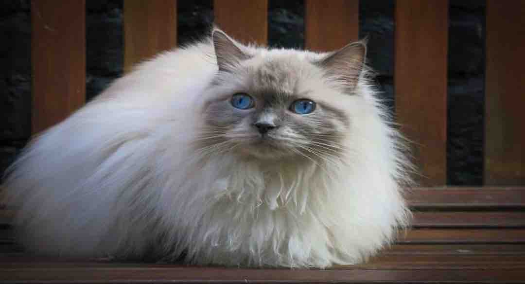 Nguồn gốc xuất hiện của mèo Ragdoll