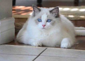Những cách nuôi dưỡng để mèo Ragdoll luôn khỏe mạnh