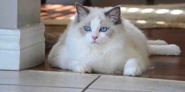 Những cách nuôi dưỡng để mèo Ragdoll luôn khỏe mạnh