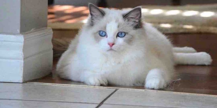 Những cách nuôi dưỡng để mèo Ragdoll luôn khỏe mạnh