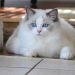 Những cách nuôi dưỡng để mèo Ragdoll luôn khỏe mạnh