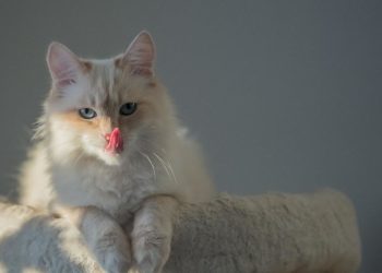 Cần có phương pháp chăm sóc mèo Angora Thổ Nhĩ Kỳ thích hợp