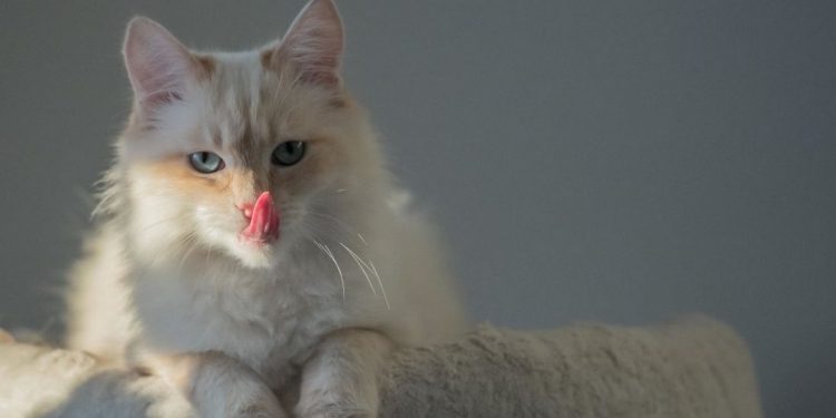 Cần có phương pháp chăm sóc mèo Angora Thổ Nhĩ Kỳ thích hợp