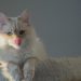 Cần có phương pháp chăm sóc mèo Angora Thổ Nhĩ Kỳ thích hợp