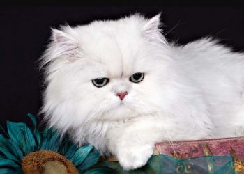 Giống mèo lông trắng khá được ưa chuộng