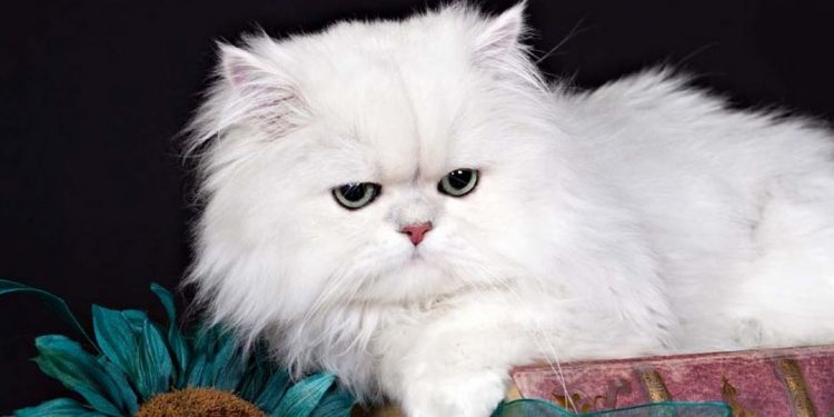 Giống mèo lông trắng khá được ưa chuộng