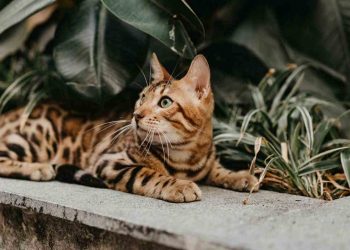 Nên cho mèo Bengal thường xuyên hoạt động ngoài trời