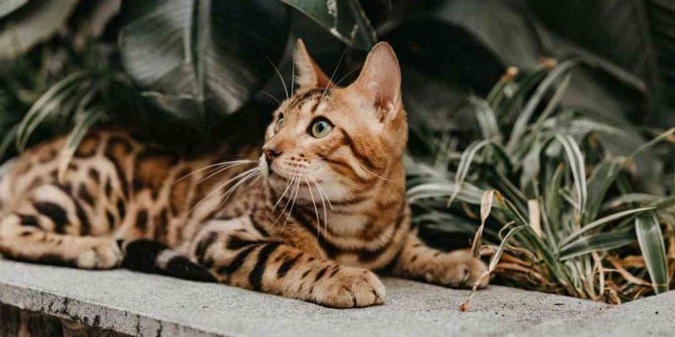 Nên cho mèo Bengal thường xuyên hoạt động ngoài trời