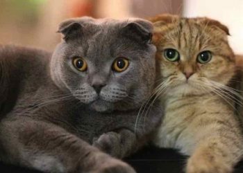 Mèo chân ngắn được người người yêu thích