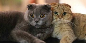 Mèo chân ngắn được người người yêu thích