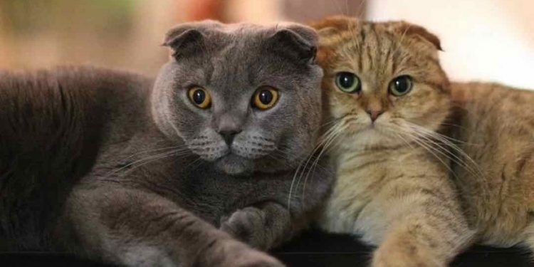 Mèo chân ngắn được người người yêu thích