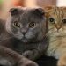 Mèo chân ngắn được người người yêu thích