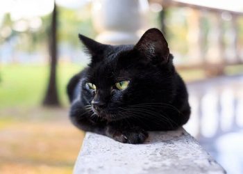 Có rất nhiều truyền thuyết bí ẩn liên quan đến mèo đen