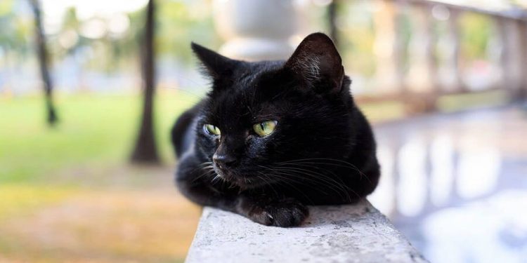 Có rất nhiều truyền thuyết bí ẩn liên quan đến mèo đen