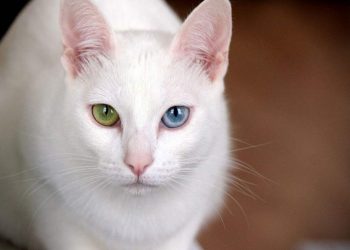 Mèo Khao Manee có xuất xứ từ đất nước Thái Lan